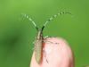 Agapanthia villosoviridescens